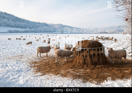 Sheep being fed on hay during a hard winter in mid-Wales, UK Stock Photo