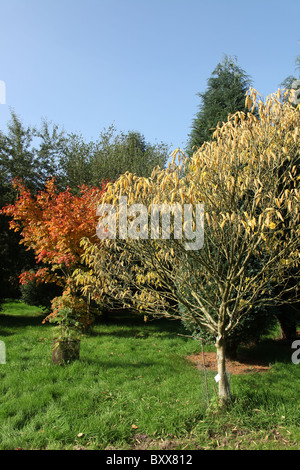 The Quinta Arboretum, England. Autumnal view of Quinta Arboretum. Stock Photo