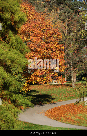 Ness Botanic Gardens, England. Autumnal view of Ness Botanic Gardens. Stock Photo