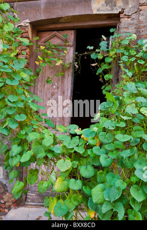 Old wooden doors to a building in Tbilisi old town, Kala, Georgia overgrown with vine. JMH4054 Stock Photo