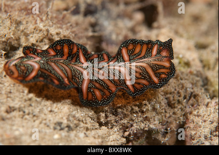 A Polyclad flatworm crawling across the reef in Indonesia. Stock Photo