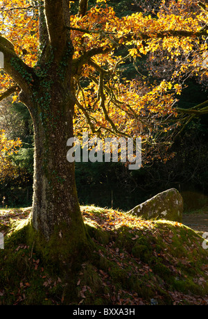 Oak tree in autumn with backlit golden leaves, Dartmoor, Devon UK Stock Photo