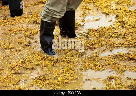 Man in Wellington boots treading the first grapes of the new vintage in Tbilisi Georgia. JMH4083 Stock Photo