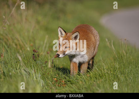 Red fox (Vulpes vulpes) sniffing a plant along a road, Highlands, Scotland, UK Stock Photo