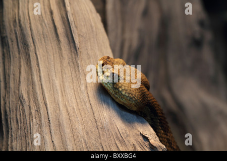 An American Rattlesnake head, Crotalus horridus, resting on a limb. Trailside Museums and Zoo, Bear Mountain State Park Stock Photo