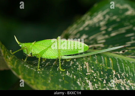 Horn Katydid 'Copiphora rhinoceros' from Costa Rica Stock Photo