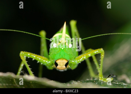 Horn Katydid 'Copiphora rhinoceros' from Costa Rica Stock Photo