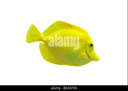 full side view of yellow tang isolated on white Stock Photo