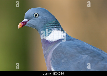 Portrait of wood pigeon Stock Photo