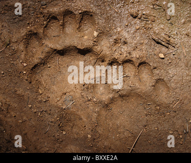 The front and rear tracks of a Black Bear in mud. Stock Photo