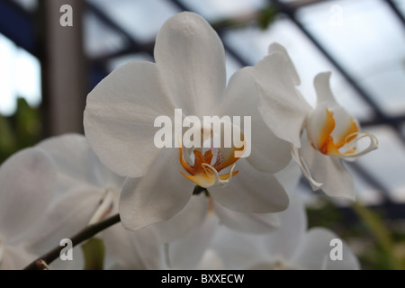 White Doritaenopsis Orchids Stock Photo