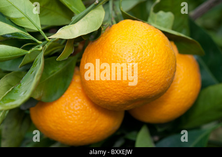 Satsuma (Citrus unshiu) Stock Photo