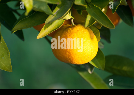 Satsuma (Citrus unshiu) Stock Photo