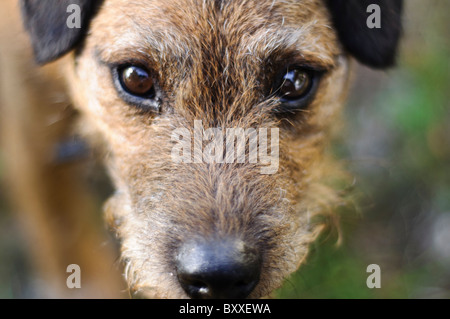 Close up of Border terrier cross Lakeland terrier's head gazing up at camera Stock Photo