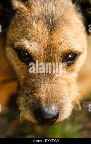 Close up of Border terrier cross Lakeland terrier's head gazing up at camera Stock Photo