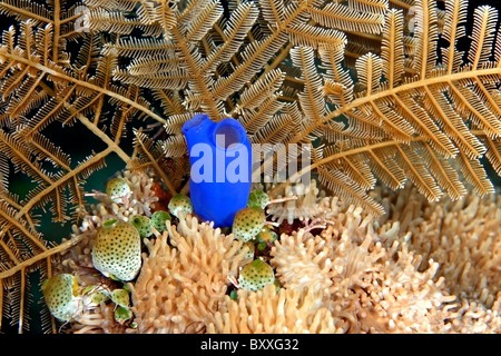 Blue ascidian, or tunicate, Rhopalaea and a cluster of small green and white ascidians, Atriolum robustum. Stock Photo