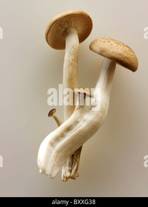 Raw fresh organic Hon-Shimeji mushrooms Stock Photo