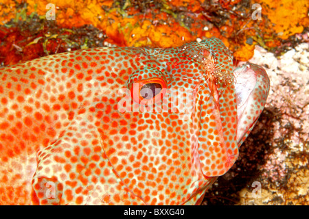 Tomato Cod, or Tomato grouper, Cephalopholis sonnerati, being cleaned by a Cleaner Shrimp Urocaridella antonbruunii. Stock Photo