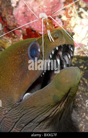 Giant Moray, Gymnothorax javanicus, with  Cleaner Shrimp Lysmata amboinensis. Tulamben, Bali, Indonesia. Bali Sea, Indian Ocean Stock Photo