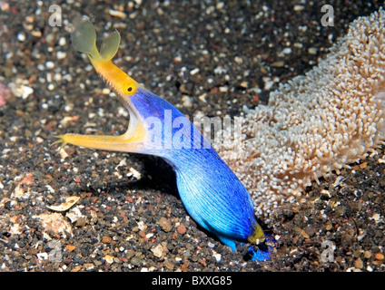 Blue Ribbon Eel, Rhinomuraena quaesita,Tulamben, Bali, Indonesia. Bali Sea, Indian Ocean Stock Photo