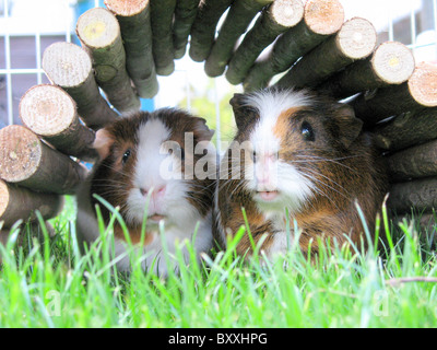 Two Guinea pigs laying together facing the camera within a small home Stock Photo
