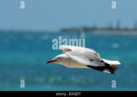 Australian seagull at Anse Vata beach, beach station at Noumea, New Caledonia Stock Photo