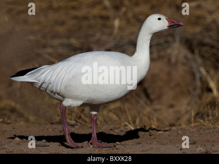 Snow goose in feeding grounds of Bosque del Apache nature reserve, USA. Stock Photo
