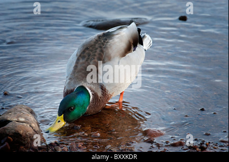 Mallard Duck feeding Stock Photo