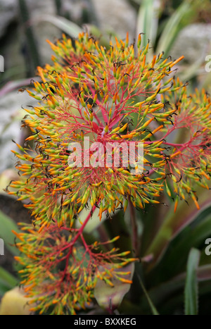 Aechmea leptantha, Bromeliaceae, Brazil, South America. Stock Photo