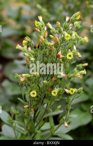 Wild or Aztec Tobacco, Mapacho, Nicotiana rustica, Solanaceae, Mexico and Tropical South America. Poisonous Plant. Stock Photo