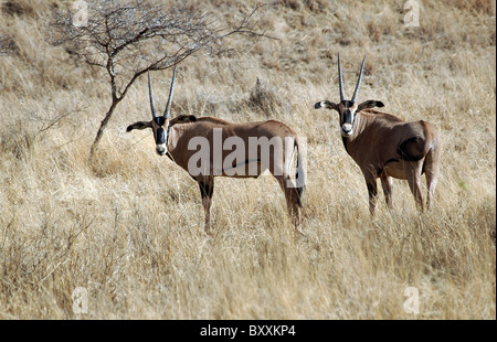 Oryx in the Tsavo West National Park, Kenya. Stock Photo