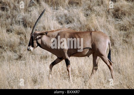 Oryx in the Tsavo West National Park, Kenya. Stock Photo