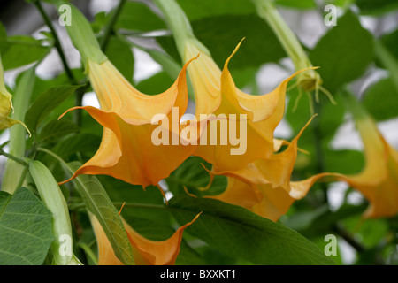 Angels Trumpets, Brugmansia x candida, 'Grand Marnier', Solanaceae Stock Photo