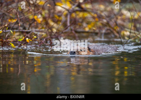 A beaver swims past his winter food storage pile in late autumn. Stock Photo