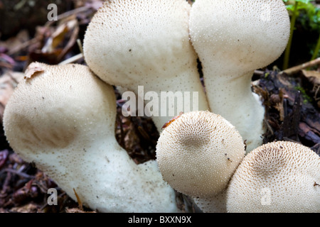 Tumbling Puffball (Bovista Plumbea) an edible mushroom growing wild in the Oregon forest. USA Stock Photo