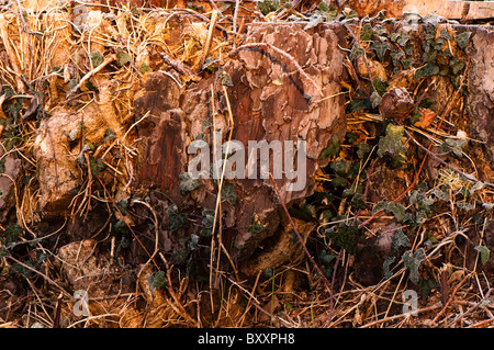 Frost covered ivy on a tree stump in winter Stock Photo