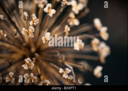 Frost covered Allium hollandicum, ‘Purple Sensation’ Stock Photo