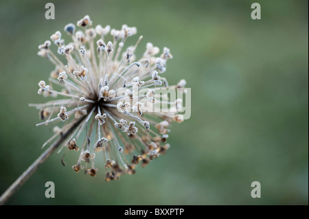 Frost covered Allium hollandicum, ‘Purple Sensation’ Stock Photo