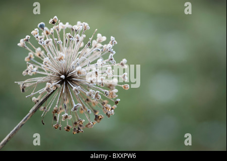 Frost covered Allium hollandicum, ‘Purple Sensation’ Stock Photo