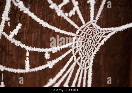 Hoar frost covered spiders web on a fence in winter Stock Photo