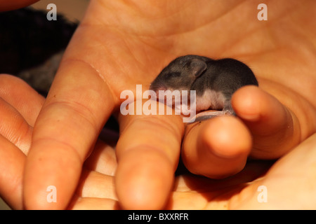 A baby Deer Mouse held in a hand. Stock Photo