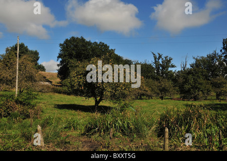 Blue sky white clouds view of apple trees in a green garden orchard plot, seen from the roadside, near Frutillar, Southern Chile Stock Photo
