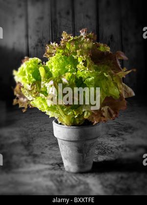 Close up of Lollo Rosso lettuce growing in a terracotta pot in a kitchen Stock Photo