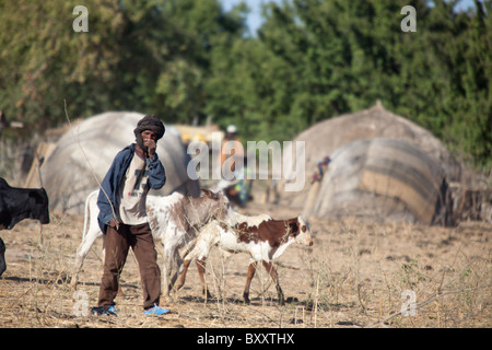 In the seasonal village of Bantagiri in northern Burkina Faso, a Fulani herder tends to the cows. Stock Photo