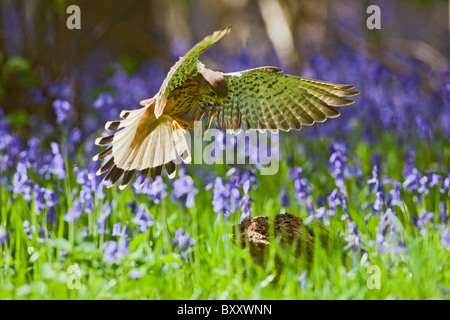 Kestrel ( Falco tinnunculus ) female landing on stump in bluebell wood Stock Photo