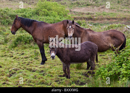 Small, medium and large, Irish horses and donkey in County Clare, West of Ireland Stock Photo