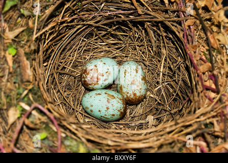 a nest with three eggs of Rufous-bellied Thrush (Turdus rufiventris),officially chosen as the national bird of Brazil Stock Photo