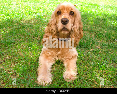 Cute American Cocker spaniel puppy, with big sad eyes, lying at the garden Stock Photo