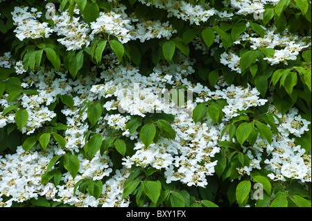 White lacecap hydrangea in a garden in County Cork, Ireland Stock Photo