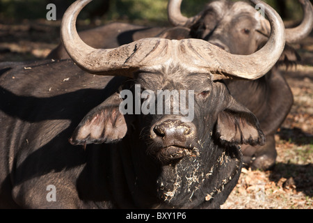 Two Cape Buffalo lying down look at the camera. Stock Photo